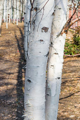 White pure healthy young birch trunk spring tree