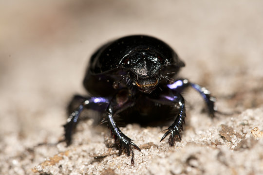 beetle in the sand
