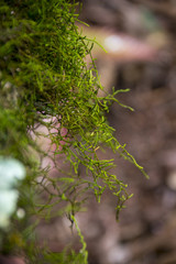Plant details in a forest in Brisbane, Australia