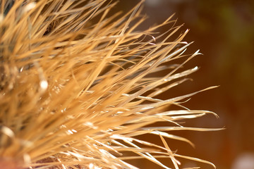 A bunch of yellow dried grass with long sharp leaves in the sunlight