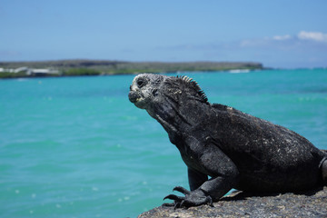 Marine Iguana, Santa Cruz Island, Galapagos
