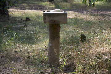 Animal feed in the forest
