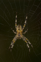 lonely spider in the forest
