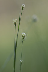 small flowers in grass
