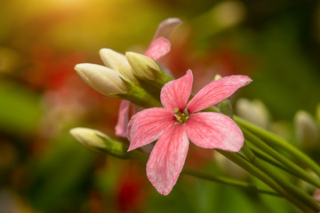 Close up of Rangoon Creeper flower.
