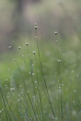 small flowers in grass
