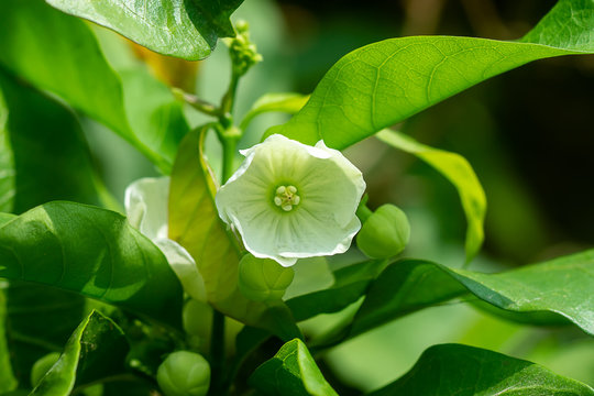 Close up of Vallaris solanacea flower.
