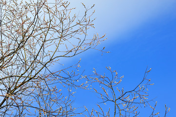 The branches of the flowering willow against the blue sky with a cloud. Diagonal. Background.