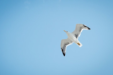 one Seagull flies against the blue sky. close up