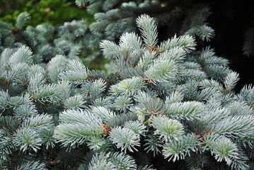 Naklejka na ściany i meble Soft blue pine twigs with needles, soft blurry background
