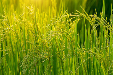 Flower of rice and green leaf.