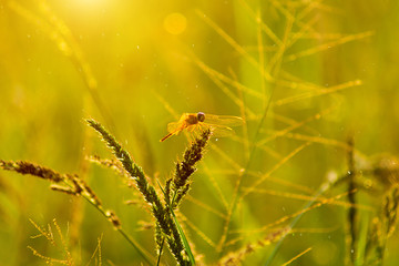 Flower grass with sunset sky