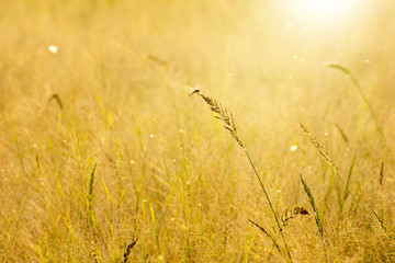 Flower grass with sunset sky