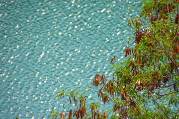 abstract natural backgrounds with fresh foliage