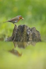 Il pettirosso (Erithacus rubecula)