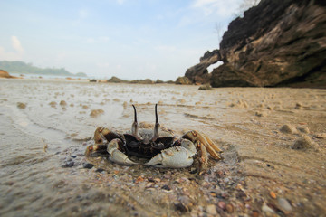 Crab on a beautiful white sand beach.