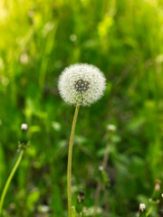 Dandelion in the green grass.