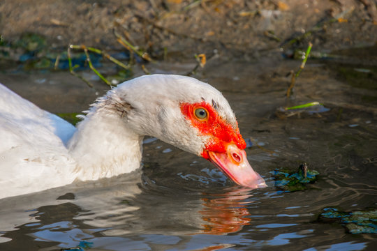 White duck swimming in lake.
