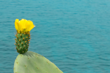 Cactus with a beautiful yellow flower on the background of the sea. Greece. Concept-vacation,...