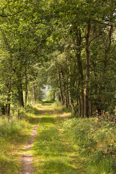 A forest road in the Kampina, a well known nature area in the Netherlands
