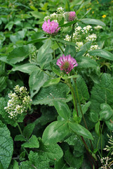Pink clover flower on soft  emerald grass and white small flowers background