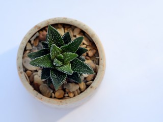 succulent in a pot