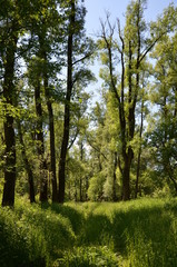 Middle European forest during spring season