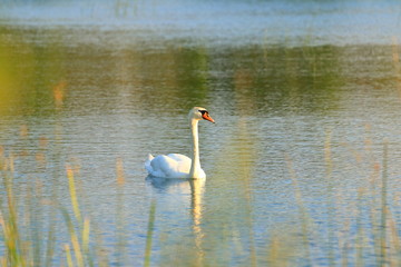 Fototapeta na wymiar Swan on lake at sunset 