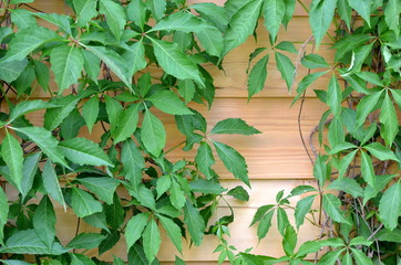 Green wild five-finger ivy leaves on wooden plank background - obrazy, fototapety, plakaty