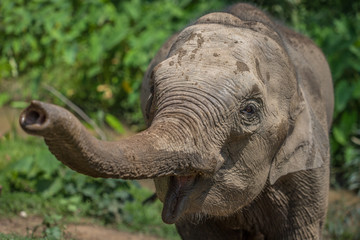 Very Happy baby elephant