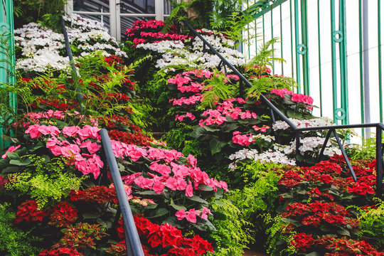 Beautiful carpet of blooming colorful flowers and fresh plants in greenhouse