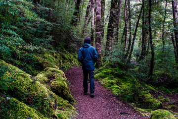 Naklejka na ściany i meble A backpacker man with trekking gears walking on the path in the green fresh rainforest.
