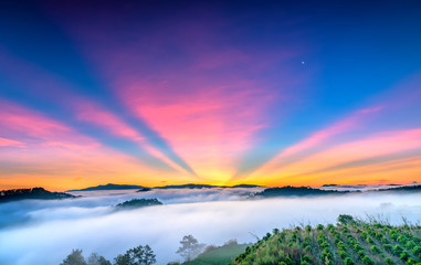 Sunrise on plateau when sunshine create beautiful sun rays clouds in sky, below clouds covered hills pine forests between clouds crept up many impressive sight