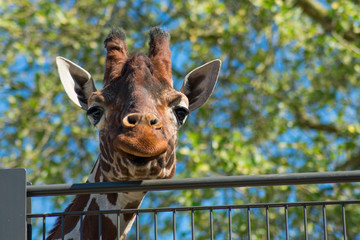 Giraffe Head Looking Funny Blue Sky Background Trees Fence Zoo