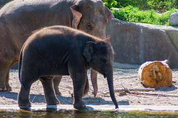 Baby Indian Elephant With Mother In Zoo On Sand By The Water