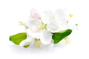 Naklejka na ściany i meble Apple blossom on a white background