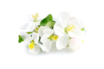Fototapeta na wymiar Apple blossom on a white background