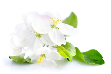 Obraz na płótnie Canvas Apple blossom on a white background