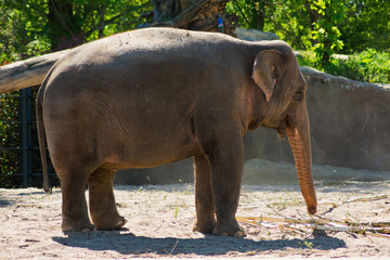 Indian Elephant In Zoo On Sand By The Water