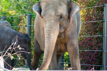Baby Indian Elephant With Mother In Zoo On Sand By The Water