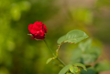 macro shot red rose flower in garden