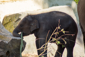Baby Indian Elephant With Mother In Zoo On Sand By The Water Eating Drinking