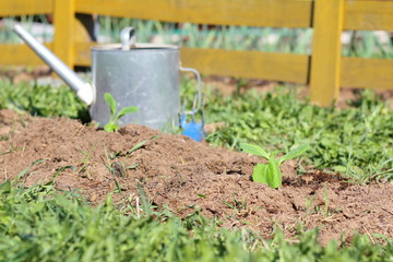 Seedlings of zucchini planted in the garden.