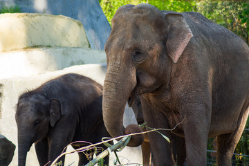 Baby Indian Elephant With Mother In Zoo On Sand By The Water Eating Drinking