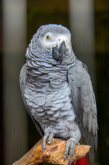 Parc aux Oiseaux, Villars les Dombes