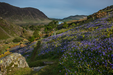 Fototapeta na wymiar The carpet of bluebells at Rannerdale grow in open hillside, with most of the valley turning blue when they are in bloom