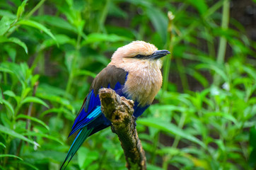 Parc aux Oiseaux, Villars les Dombes