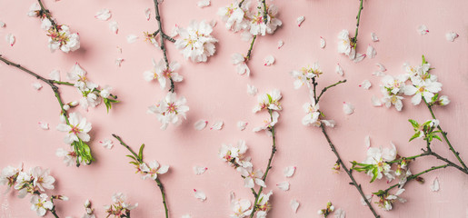 Spring floral background, texture, wallpaper. Flat-lay of white almond blossom flowers and petals over pink background, top view, wide composition. Womens day holiday greeting card