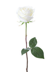 White rose isolated on white background.