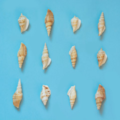 Set of seashells on punchy pastel blue. Summer vacation concept. Top view.